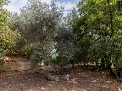 ...all�ombra di cedri, ulivi, mandarini e querce